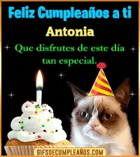 Gato meme Feliz Cumpleaños Antonia